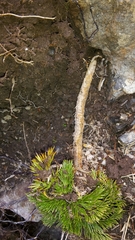 Aciphylla dissecta