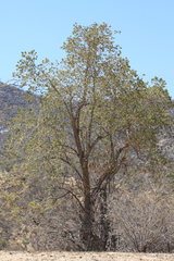Nahuatlea arborescens