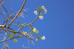 Albizia occidentalis