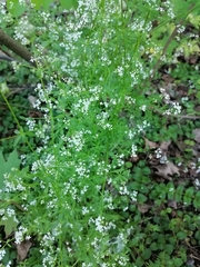 Galium elongatum