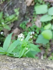 Galium elongatum