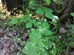 Galium elongatum