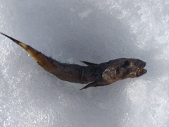 Cottus gobio