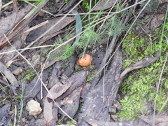 Cortinarius sinapicolor