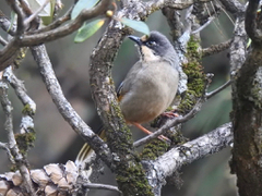 Trochalopteron variegatum