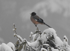 Garrulus lanceolatus