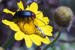 Metopoplax fuscinervis