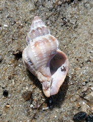 Urosalpinx cinerea image
