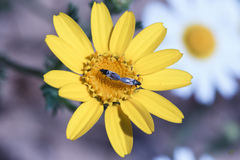 Metopoplax fuscinervis