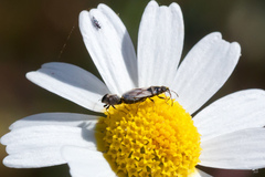 Metopoplax fuscinervis