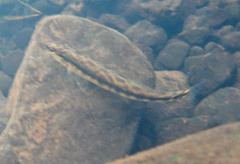 Percina nigrofasciata