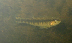 Percina nigrofasciata