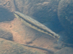 Percina nigrofasciata