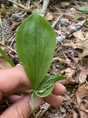 Isotria verticillata