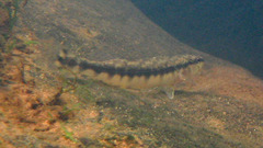 Percina nigrofasciata
