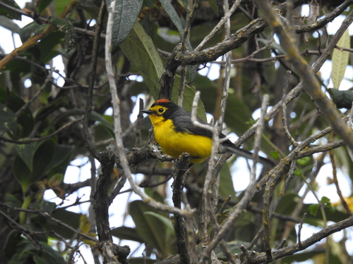Spectacled Whitestart (Myioborus melanocephalus), photo 8