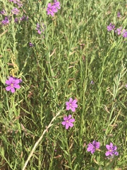 Lythrum californicum