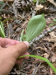 Isotria verticillata