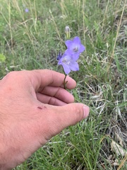 Campanula petiolata