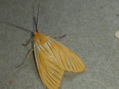 Pseudischnocampa