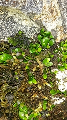 Notogrammitis crassior