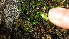 Notogrammitis crassior