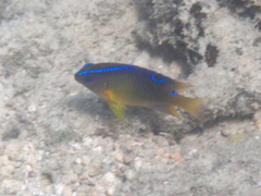 Chrysiptera unimaculata