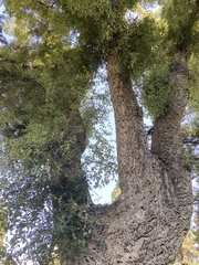 Quercus suber