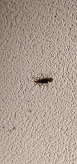 Phymatodes testaceus