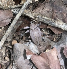 Hyperinae
