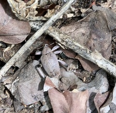 Hyperinae