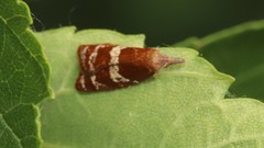 Cenopis