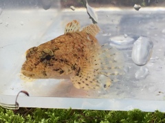 Cottus tallapoosae
