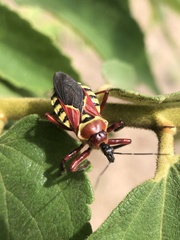 Apiomerus flaviventris