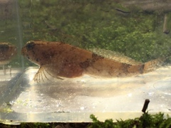Cottus tallapoosae