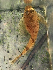 Cottus tallapoosae