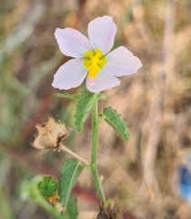 Kosteletzkya depressa