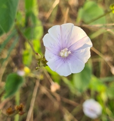 Jacquemontia pringlei