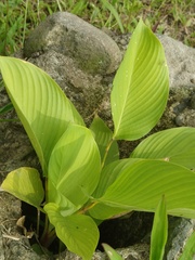 Canna flaccida