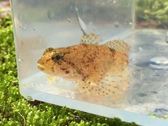 Cottus tallapoosae