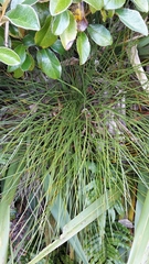 Aciphylla glaucescens