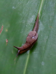 Cucullarion parkini