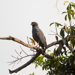 Buteogallus schistaceus