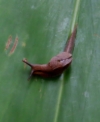 Cucullarion parkini