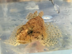 Cottus tallapoosae