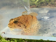 Cottus tallapoosae