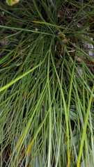 Aciphylla glaucescens