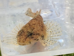 Cottus tallapoosae
