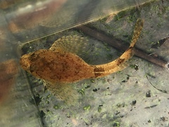 Cottus tallapoosae