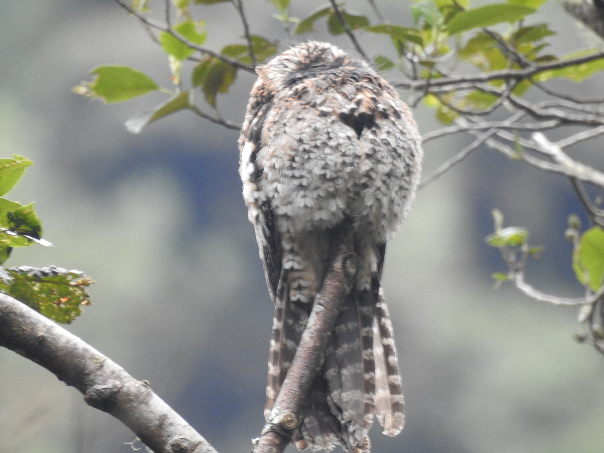 Andean Potoo (Nyctibius maculosus), photo 9